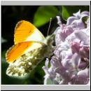 Anthocharis cardamines - Aurorafalter m09.jpg